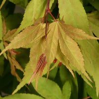 Japanischer Ahorn Acer 'Osakazuki' rot-orange-grün - Winterhart
