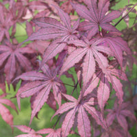 Japanischer Ahorn Acer 'Amagi Shigure' rosa-lila-gemischt - Winterhart