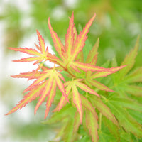 Japanischer Ahorn Acer 'Wilson's Pink Dwarf' rosa-orange-grün - Winterhart