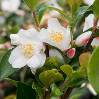 Kamelie Camellia 'Beauty Blush' weiβ - Winterhart