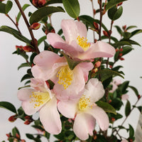 Kamelie Camellia 'Fairy Blush' rosa - Winterhart