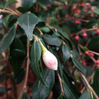 Kamelie Camellia 'Cupido' weiβ-rosa - Winterhart