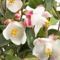 Kamelie Camellia 'Cupido' weiβ-rosa - Winterhart