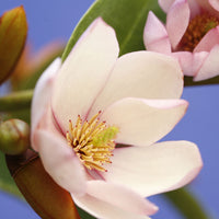 Magnolie Michelia 'Fairy Magnolia Blush' lila-weiβ - Winterhart