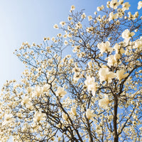 Magnolie Michelia 'Fairy Magnolia Cream' creme - Winterhart