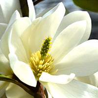 Magnolie Michelia 'Fairy Magnolia White' grün-weiβ - Winterhart