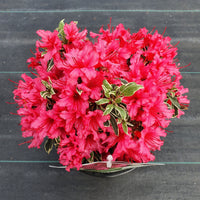 Rhododendron 'Bollywood' rosa - Winterhart