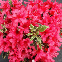 Rhododendron 'Bollywood' rosa - Winterhart