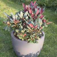 Rhododendron 'Wine & Roses' rosa - Winterhart