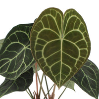 Hartpflanze Anthurium clarinervium