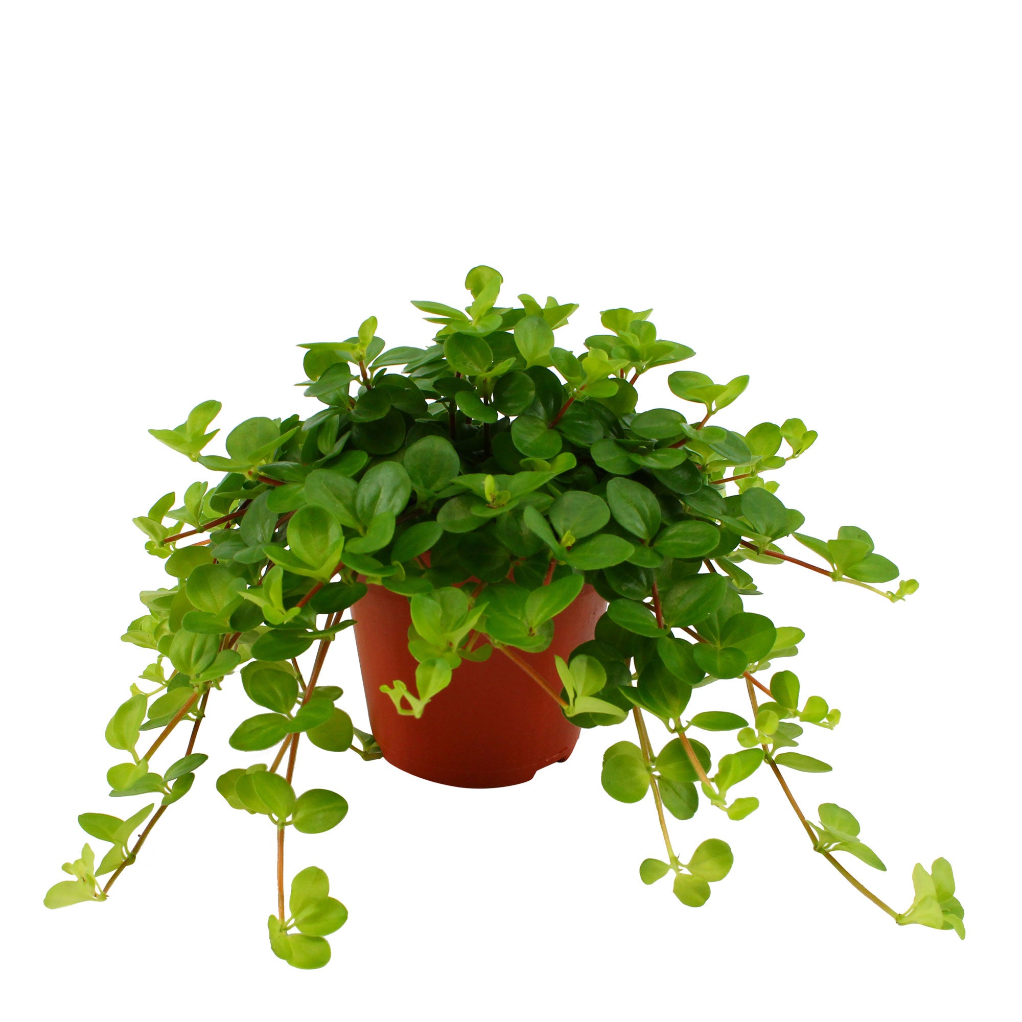 Kaufen Sie jetzt Zimmerpflanze Schwanenschuppen Peperomia rotundifolia -  Hängepflanze