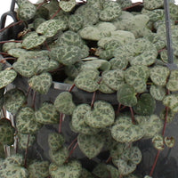 Leuchterblume Ceropegia woodii inkl. Hängekorb, braun - Hängepflanze