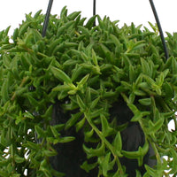 Delfinpflanze Senecio  peregrinus, grau inkl. Hängetopf, minzfarben und Leuchterblume Ceropegia woodii inkl. Hängetopf, blau - Hängepflanze