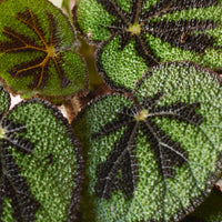 Blattbegonie Begonia masoniana