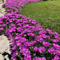 6x Eisblume Delosperma 'Ice Cream' rosa - Winterhart
