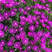 6x Eisblume Delosperma 'Ice Cream' rosa - Winterhart