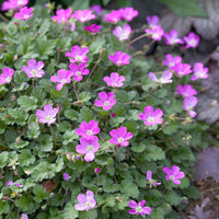 6-pack Reisbacken Erodium 'Bishopsform' rosa - Winterhart