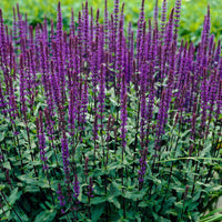 Salvia Blau 'Caradonna' - Winterhart