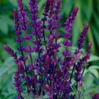 Salvia Blau 'Caradonna' - Winterhart
