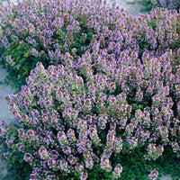 6x Citroentiem Thymus 'Doone Valley' rosa - Winterhart