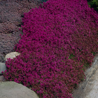 6x Thymus 'Purple Beauty' lila  - Winterhart