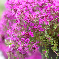 6x Thymus 'Purple Beauty' lila  - Winterhart