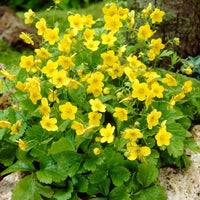 Sechserpack – Bodendecker – Golderdbeere (Waldsteinia ternata), gelb  - Winterhart