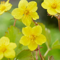 Sechserpack – Bodendecker – Golderdbeere (Waldsteinia ternata), gelb  - Winterhart