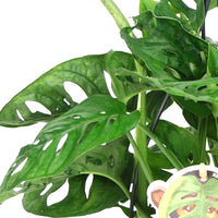 Fensterblatt Monstera 'Monkey Leaf' grün inkl. Hängetopf - Hängepflanze