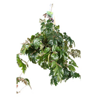 Königswingerd Cissus 'Ellen Danica' inkl. Hängetopf aus Kunststoff - Hängepflanze