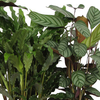 4x Calathea, Ctenanthe  - Mischung Luftreinigende Pflanzen