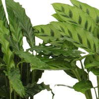 4x Calathea  - Mischung Luftreinigende Pflanzen