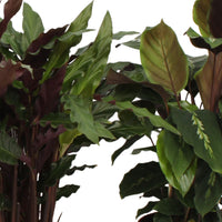 4x Calathea  - Mischung Luftreinigende Pflanzen
