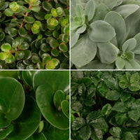 4x Grüne Zimmerpflanzen - Mischung 'Eden Collection'