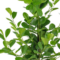 Birkenfeige Ficus 'Moclame' XL
