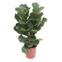 Geigenfeige Ficus lyrata 'Warb'