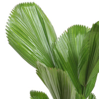 Fächerpalme Licuala grandis