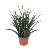 Bogenhanf Sansevieria  'Fernwood Punk'