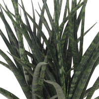 Bogenhanf Sansevieria  'Fernwood Punk'