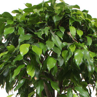 Birkenfeige Ficus benjamina 'Columnar'