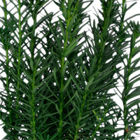 Eibe Taxus 'Hicksii' grün - Winterhart