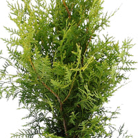 Lebensbaum Thuja 'Brabant' - Winterhart