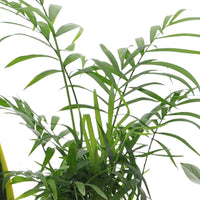 4x Pflegeleichte Zimmerpflanzen - Mischung grün-lila