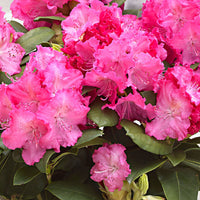 Rhododendron 'Germania' rosa - Winterhart
