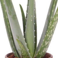 Aloe vera inkl. Dekotopf Terrakotta, grau