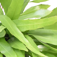 Blattkaktus Epiphyllum pumilum - Hängepflanze