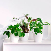3x Trendige Zimmerpflanzen - Mischung inkl. Ziertöpfe, weiß
