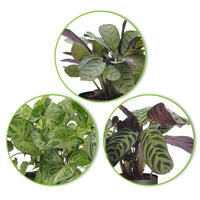 3x Blattmaserungen von Zimmerpflanzen - Mischung inkl. Ziertöpfe, anthrazit