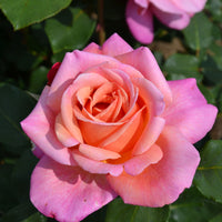 Großblütige Rose 'Rosa' 'Myveta'® Rosa-Orange  - Wurzelnackte Pflanzen - Winterhart