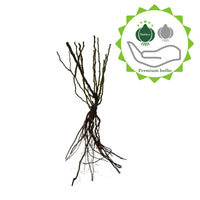 Bodendeckende Rose 'Rosa'  'The Fairy'® Rosa  - Wurzelnackte Pflanzen - Winterhart